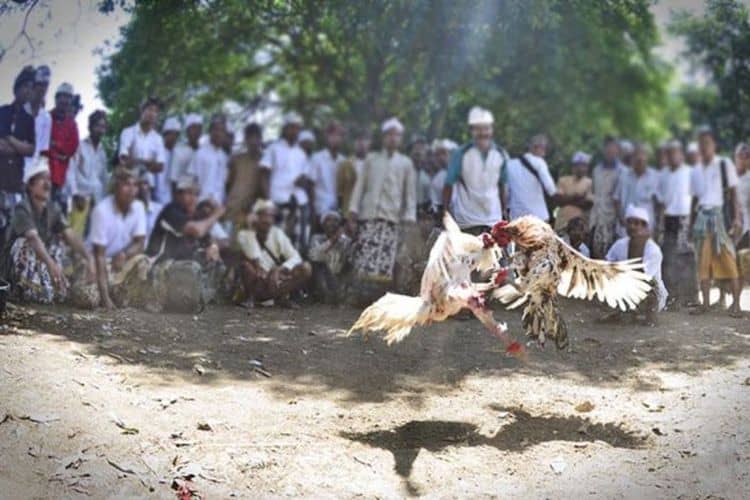 gambar dari Tradisi Sabung Ayam Bali